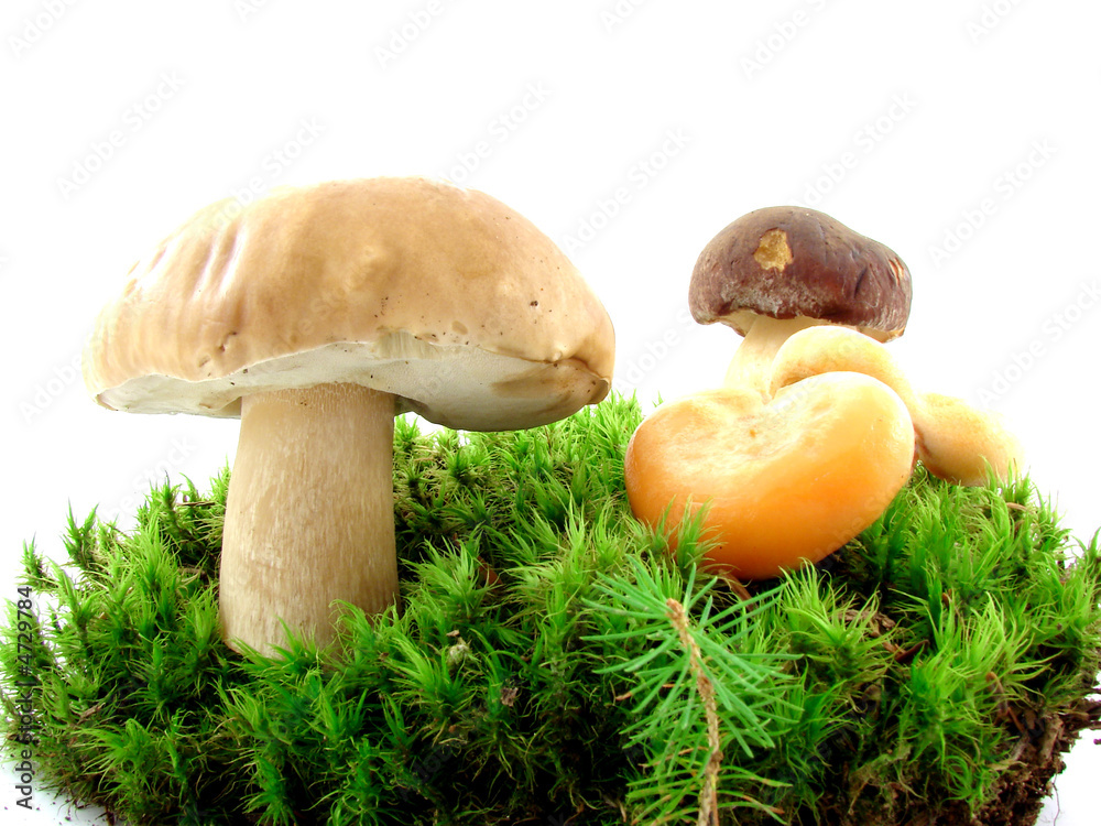 Mushrooms Mushrooms