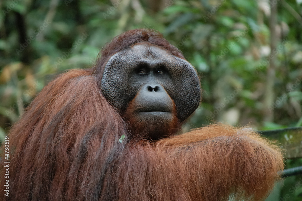 Fototapeta premium Orang-Utan