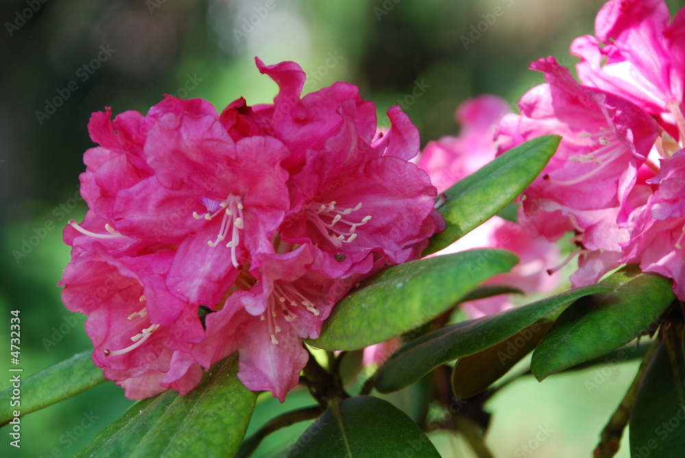 rhododendron rhododendron