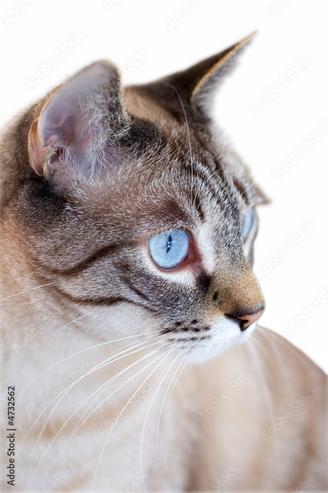 Cat staring with blue eyes isolated on white Cat staring with blue eyes isolated on white