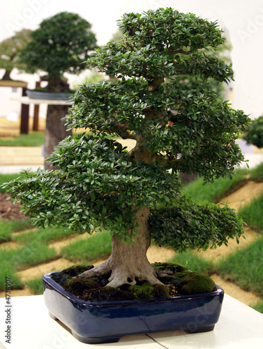 Bonsai