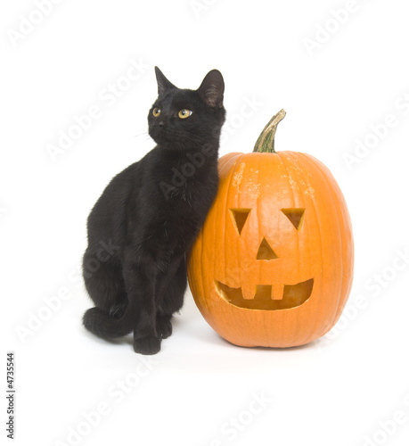Black cat and pumpkin © Tony Campbell