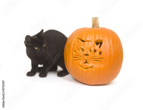 Black cat and pumpkin © Tony Campbell