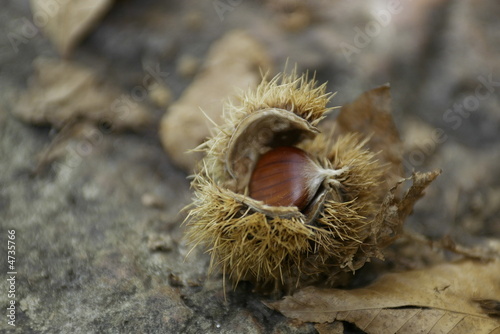 castagna con riccio