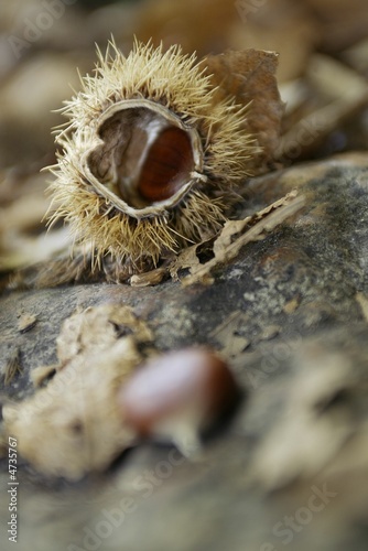 castagna con riccio aperta