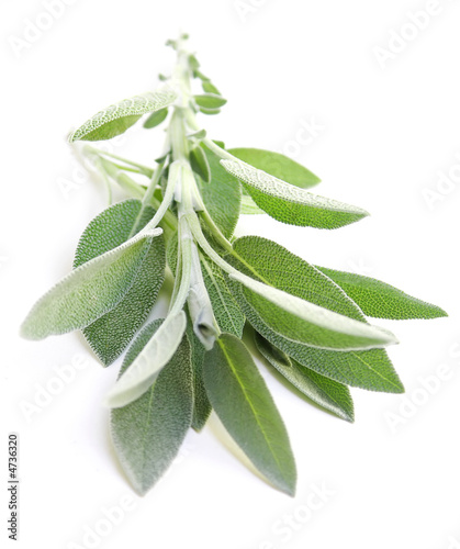 Salvia on white background