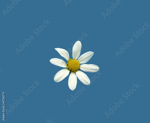 daisy on blue