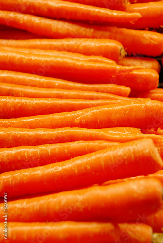 Fresh Pile of Carrots with Water Droplets