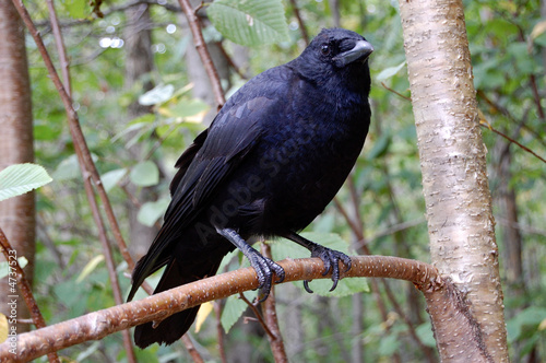 perching crow
