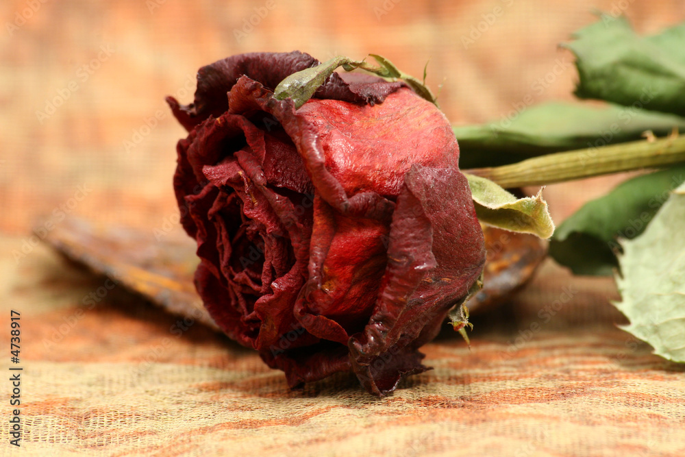 Fototapeta premium rose fanée