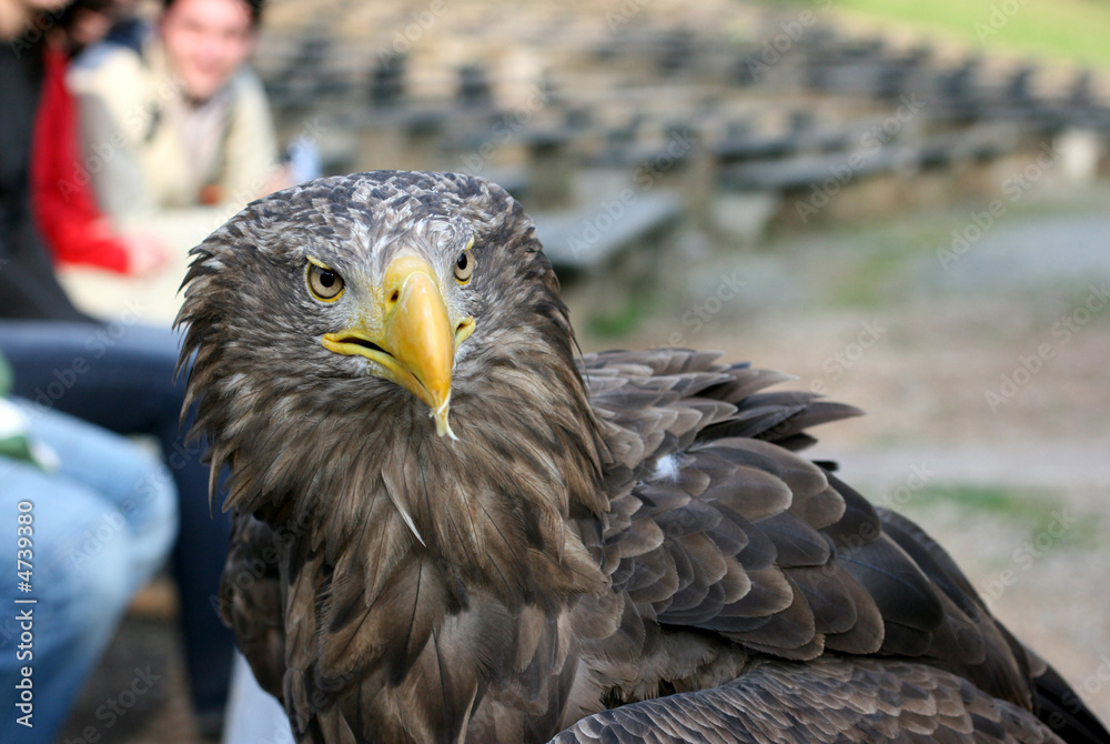 eagle 51 eagle 51