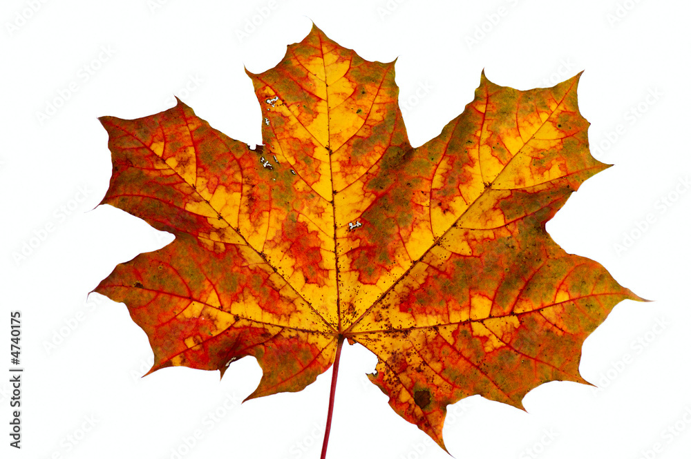 autumn leaf autumn leaf