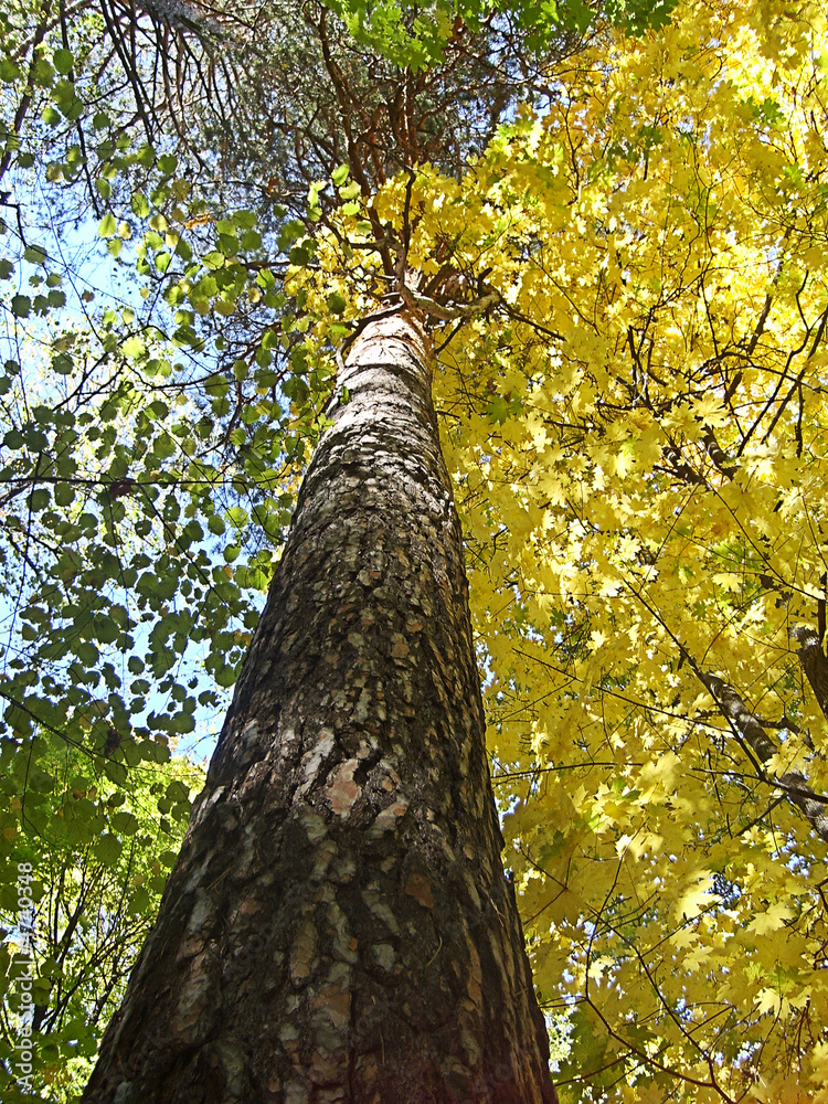 Fototapeta premium Beech Forest