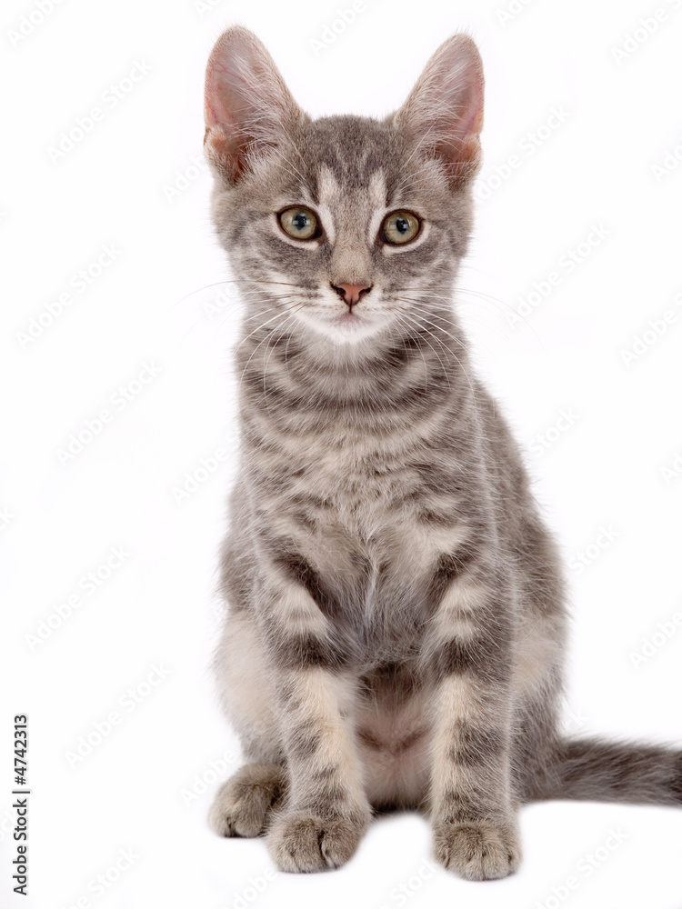 striped kitten standing on a floor