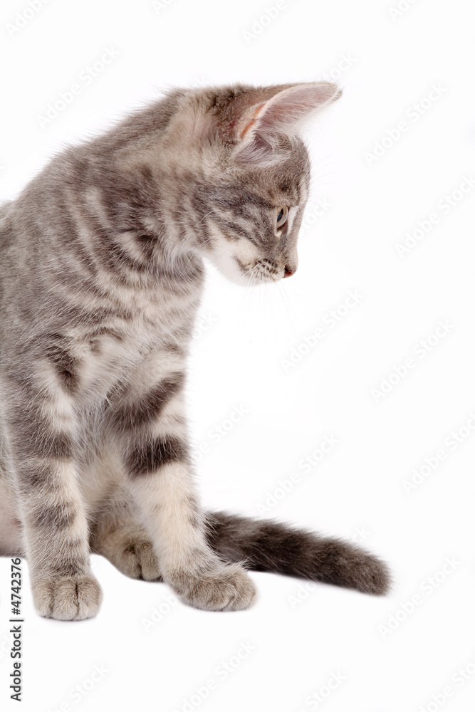 striped kitten standing on a floor and looking right