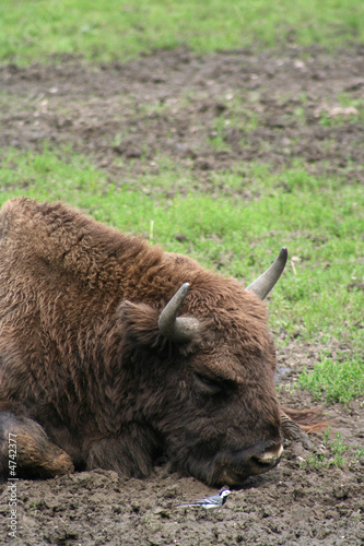 Wisent und Bachstelze