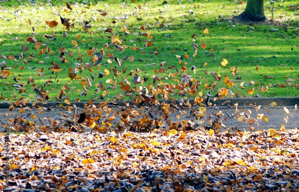 Obraz premium leaves