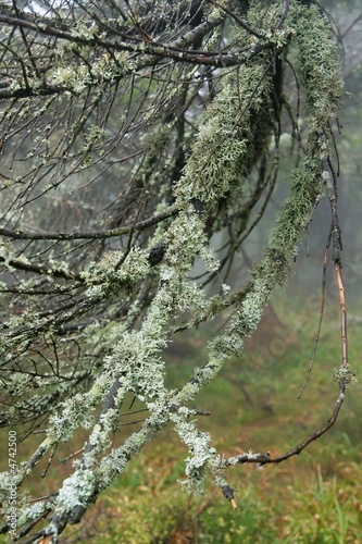 Detail branch of fungoid growth
