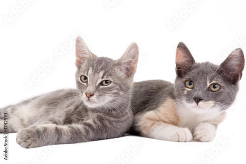 two kittens lying down, isolated