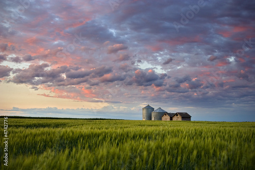 Fototapeta Summer Evening on the Prairie