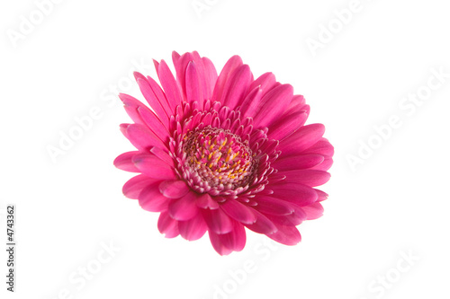 Pink gerber flower