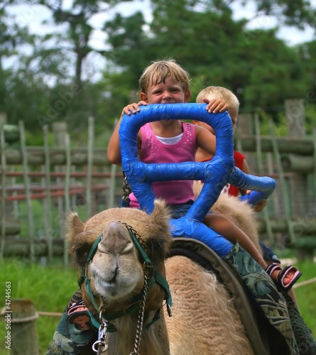 kids on the camel photo