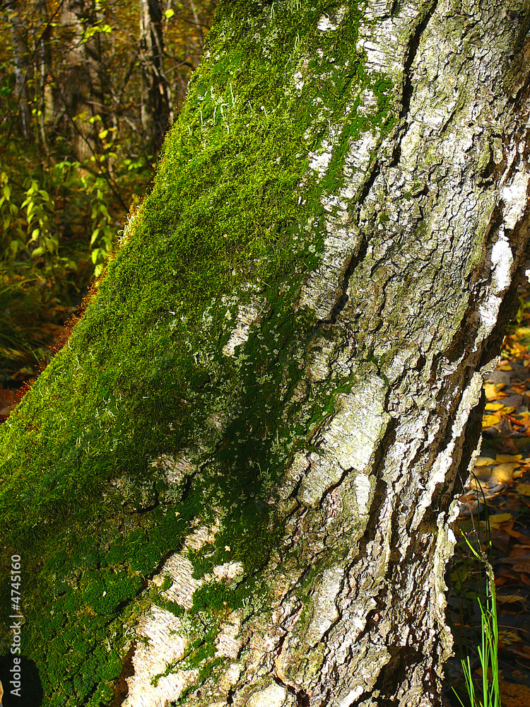 Obraz premium green moss on birch