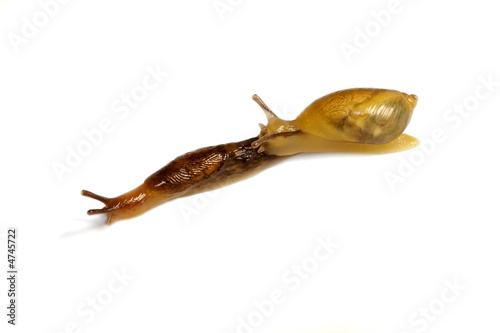 snailrace