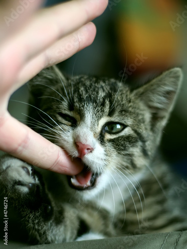 Cat eating human finger.