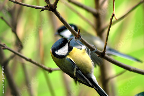 Parus caeruleus photo