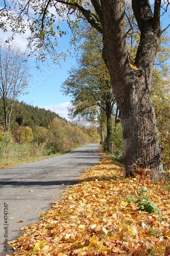 Autumn road
