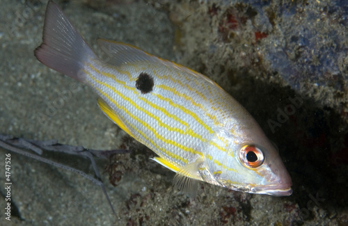 Lane Snapper, Lutjanus synagris photo