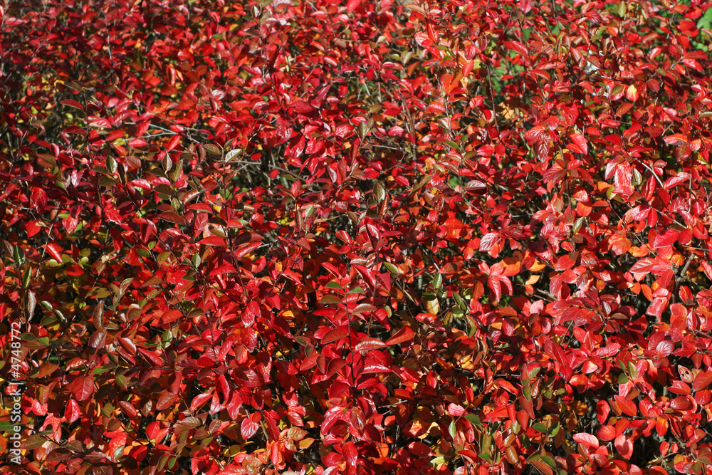 Red leafes
