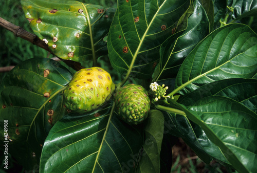 Noni fruit, Rarotonga, Cook Islands