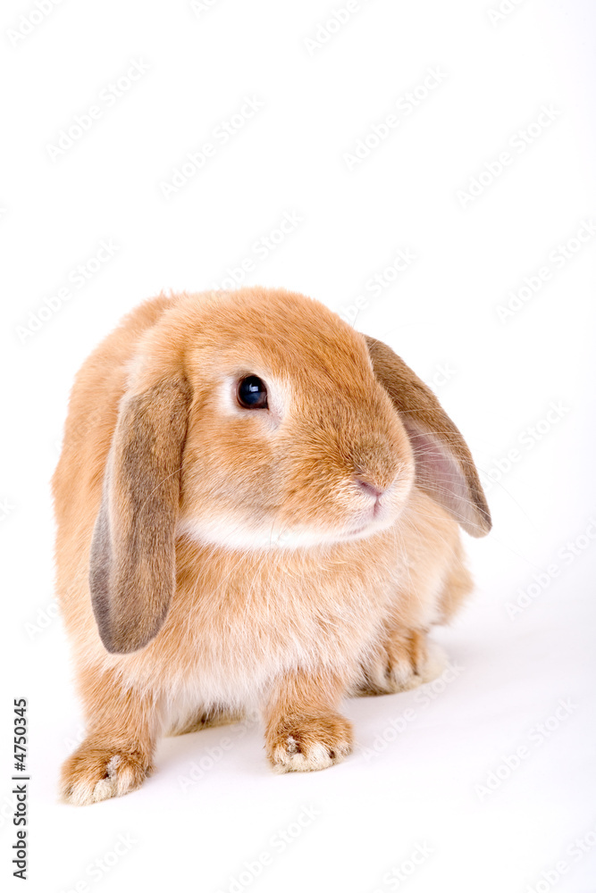 brown-white bunny