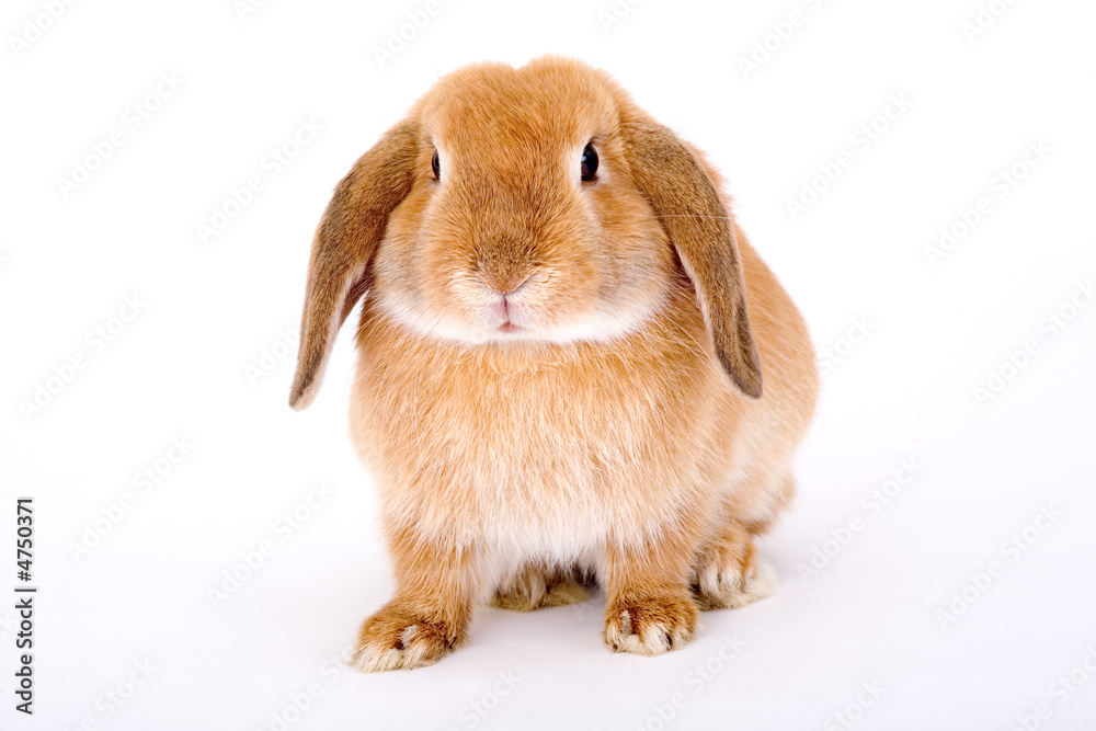 brown-white bunny