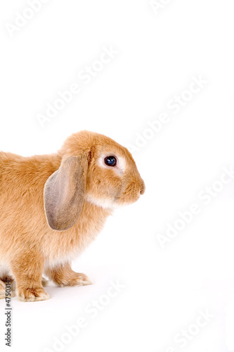 brown-white bunny