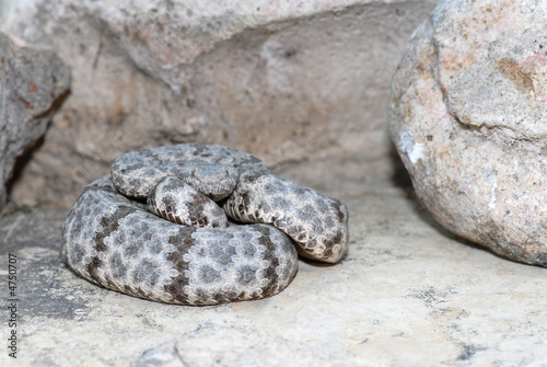 Mottled Rock Rattlesnake