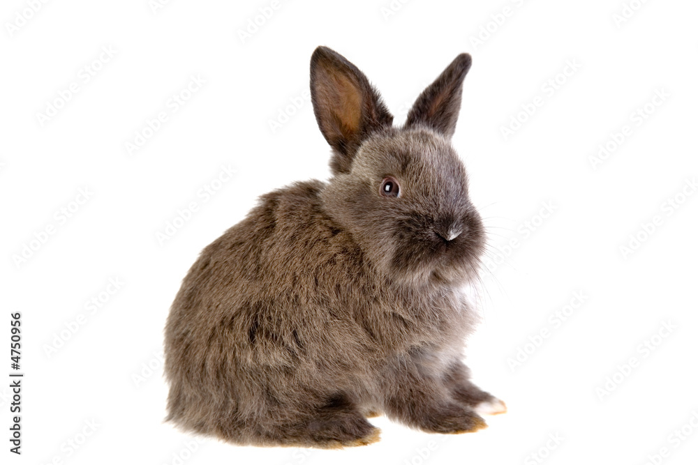 grey bunny, isolated grey bunny, isolated