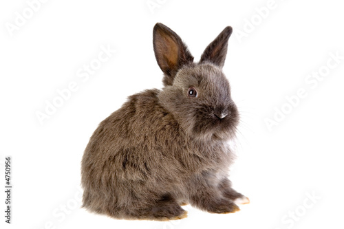 grey bunny, isolated