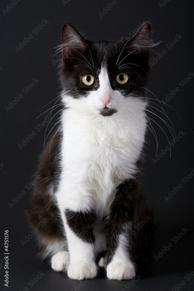 standing black-white kitten on black background