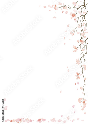 Sakura blossom