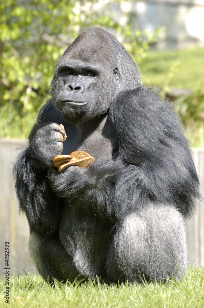 Der Gorilla (Gorilla gorilla) 