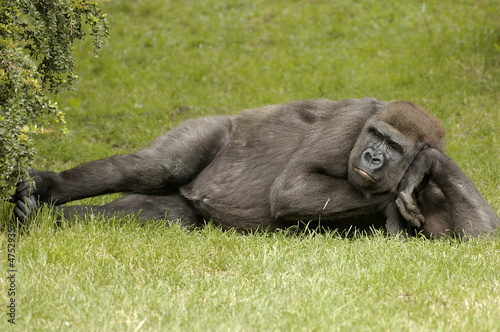 chillin Gorilla 2