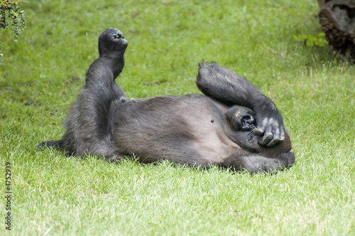 chillin Gorilla