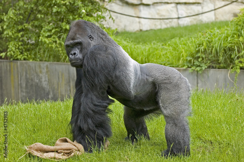 Gorilla 2