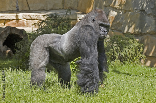 Gorilla