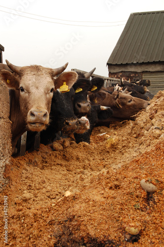 Cows Eating