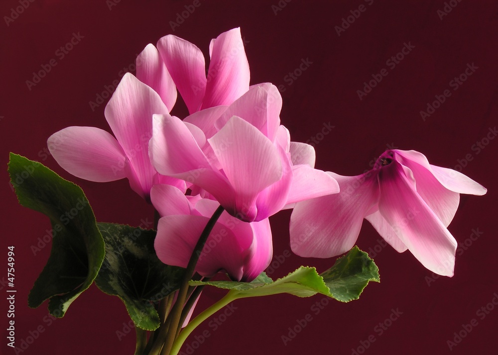 Obraz premium lovely pink cyclamens