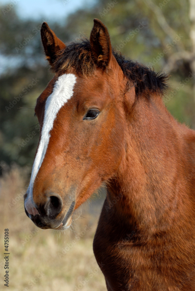 Obraz premium portrait d'un poulain cob